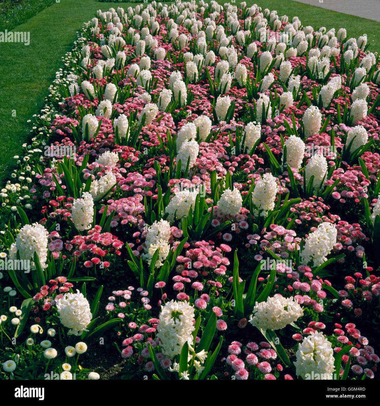 Spring Bedding - with Bellis perennis and Hyacinthus orientalis `L'Innocence'   SBG081263     Photos Stock Photo